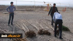 کاشت نهال توسط دانشجویان ، کارکنان و اساتید پردیس امام محمد باقر (ع)  2