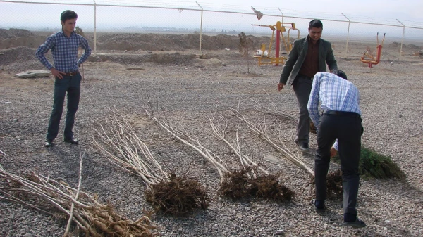 کاشت نهال توسط دانشجویان ، کارکنان و اساتید پردیس امام محمد باقر (ع)  2