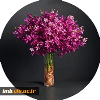 حاج ولی الله دانش 2